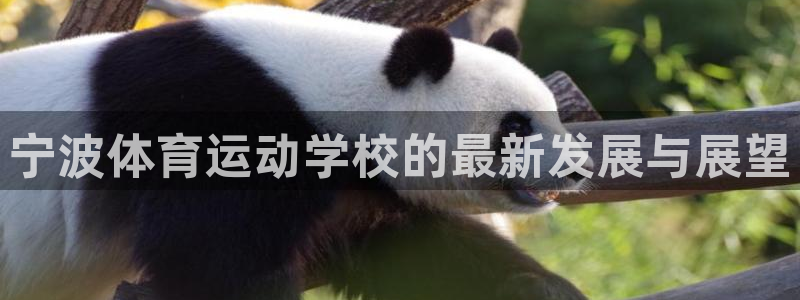 杏宇体育